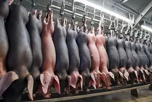 فرآوری خوک؛ هزاران خوک چه سیاه و چه سفید رو با پوست و گوشت استخوان چرخ می کنن