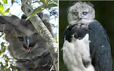 آن روی طبیعت وحشی؛ پرنده عجیبی که انگار عقاب رو با جغد قلمه زدن