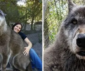 (ویدیو) همراهی سگ و گرگ؛ "گرگاس" حاصل جفت گیری سگ و گرگ