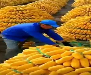 کشاورزی نوین؛ مزرعه ی انبه زدن تپه تپه میوه چیدن هم قد خودشون