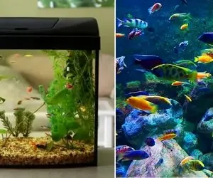 تمیز کردن آکواریوم توی خونه به ساده ترین روش / بشمار سه آکواریوم رو برق بنداز