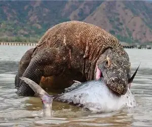 بدایع حیات وحش / کومودو سفاک موجودات خشکی رو بلعید زد به دریا برای شکار ماهی