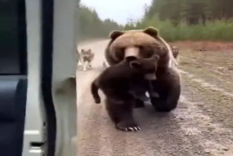 معماری طبیعت: خرس بچه اشو گذاشت تو بغل آقاهه رفت پدر گرگ ها رو یه تنه درآوورد 