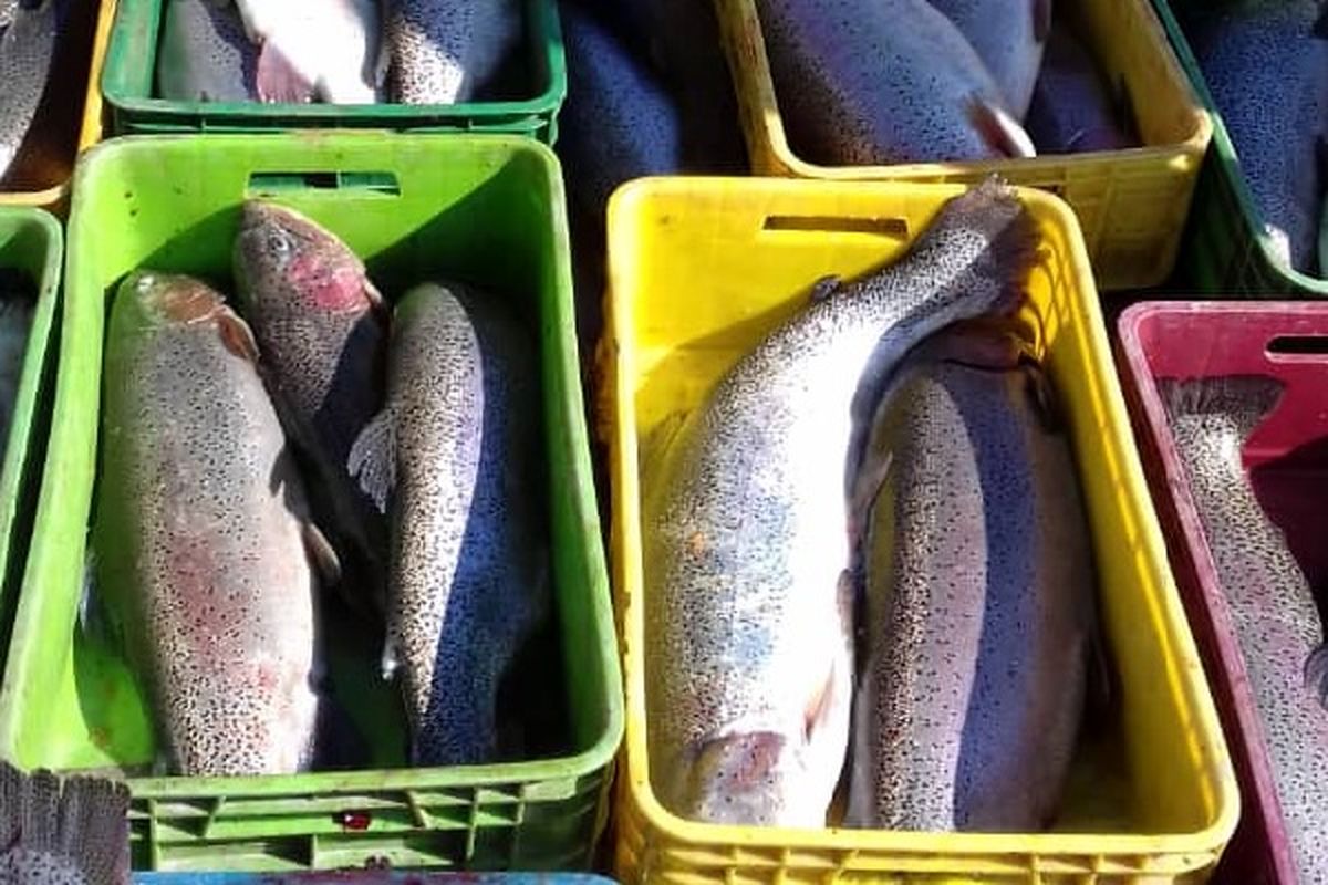 پرورش ماهی-قزل-آلا رنگین کمانی