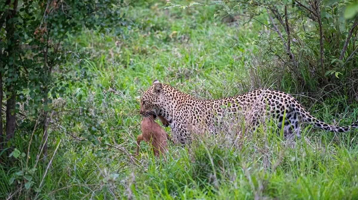 Nachi-Mirkin-Leopard_DSC_7680-1-edited-2048x1151 (1)