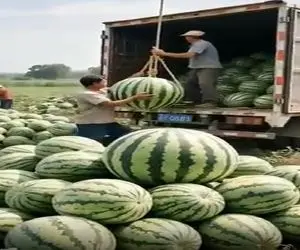 کشاورزی نوین؛ موقع درو هندونه ها انقد سنگینن جرثقیل اومده بلند میکنه میذاره تو کامیون