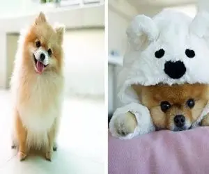 علائم مریضی در سگ ها؛ این مهربونایه بامزه نمیتونن بگن مریضن تو باید بفهمی چه خبره دکتر