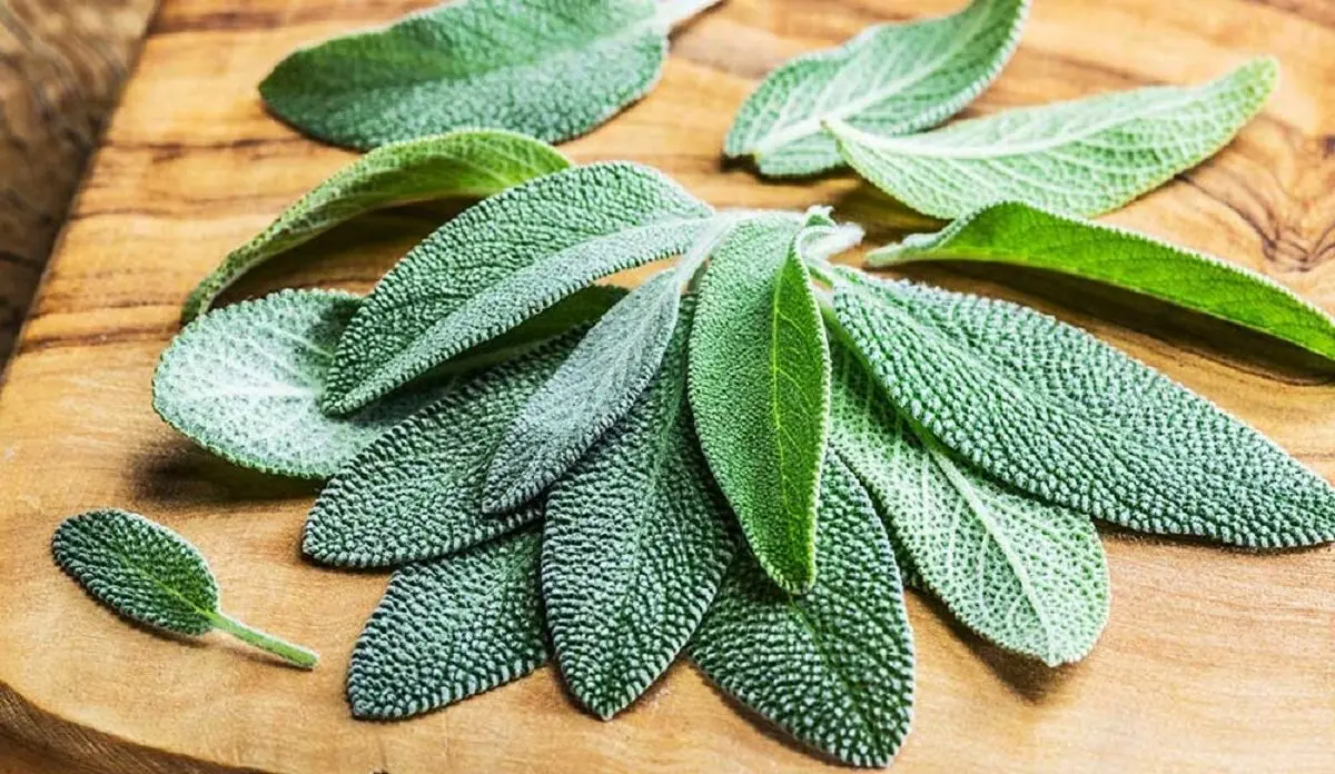 sage