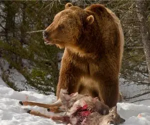 بدایع حیات وحش/گرگ مادر برای شام توله هایش رو رها میکند/خرس ها به جونششون افتنادن