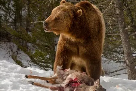 بدایع حیات وحش/گرگ مادر برای شام توله هایش رو رها میکند/خرس ها به جونششون افتنادن