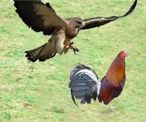 جذابیت حیات وحش؛ خروس ددمنش برای حفاظت از حرمسراش دخل عقاب درآورد