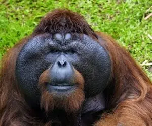 فکت حیات وحش / حیواناتی که سندروم داون دارند؛ باور نخواهید کرد