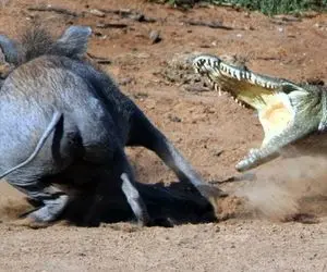 نارام زیان؛ تمساح وقتی دید گرازوحشی از برکه اش آب خورد بهش حمل کرد و سرشو کند