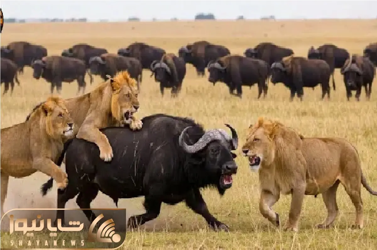 حیات وحش بی رحم؛ زیر کشیدن بوفالو نیم تنی برای شکم رانی شیرها