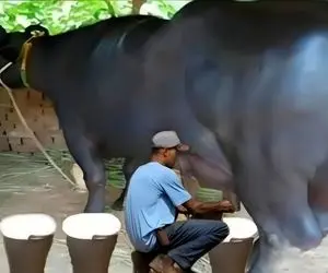 فرآوری گاو؛ این گاو مشتی حسن روزی 100 کیلو شیر میده شیردوش از بس کار کرد سوخت