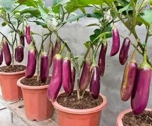 ترفند های خانگی؛ نحوه پرورش سریع و بی دردسر درختچه بادمجان در خانه