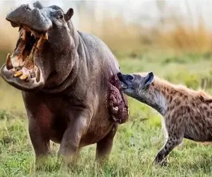 رازبقا؛ کفتار خونخوار چسبید به ماتحت کرگدن خون زخمشو بخوره تا برسه به گوشت