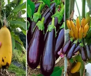 کشاورزی نوین؛ موز و  بادمجون با سیر پیوند زد موز بخوره با طعم بادمجون