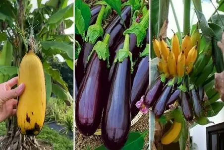 کشاورزی نوین؛ موز و  بادمجون با سیر پیوند زد موز بخوره با طعم بادمجون