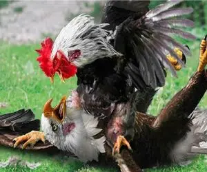 شاهکار حیات وحش؛  عقاب نمی داند خروس جنگی است و در تله دردناکش گیر می افتد