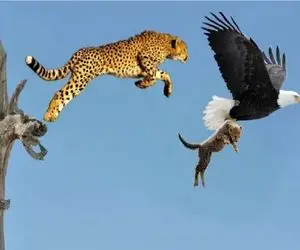 مستند حیات وحش؛ عقاب توله یوزپلنگ را ربود