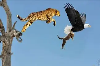 مستند حیات وحش؛ عقاب توله یوزپلنگ را ربود