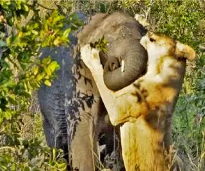 مستند حیات وحش؛ پرتاب دیسک فیل با شیری که ازش آویزونه