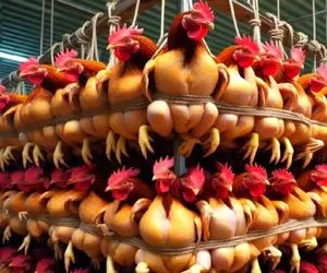 کارخانه حیوانات؛ با تزریق هورمون مرغ عضله ای پرورش داد روزی 10 بار تخم میذاره