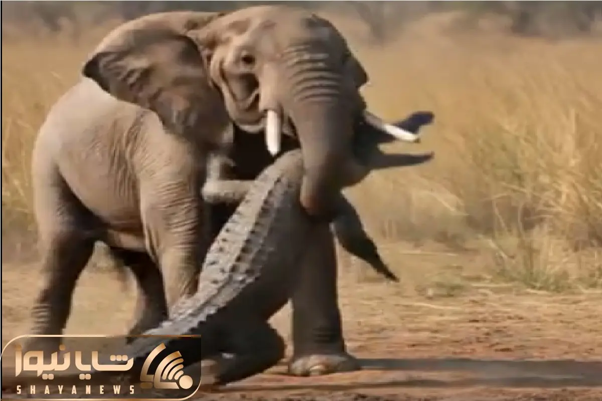 حیات وحش بی رحم؛ فیل ردی از شیر تا تمساح گرفته همه را درهم میکوباند