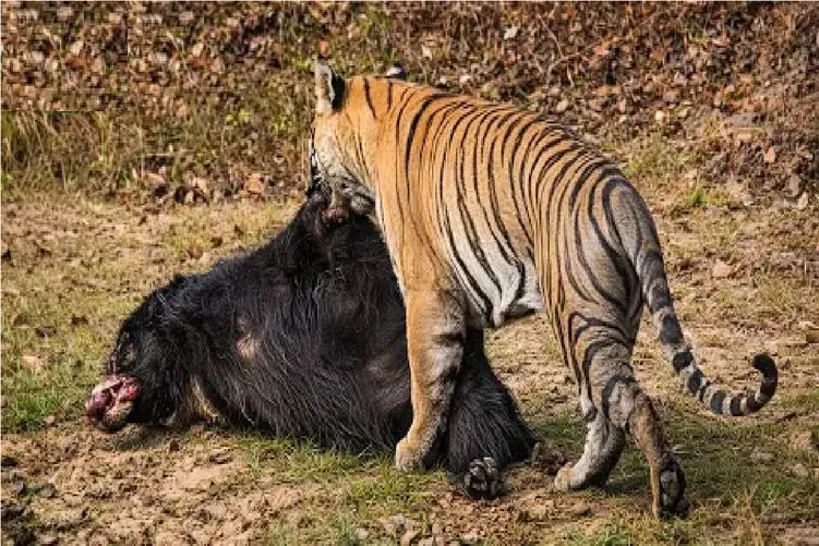 مستند حیات وحش؛ وقتی گوشت خرس زیر دندان های ببر ریش می شود