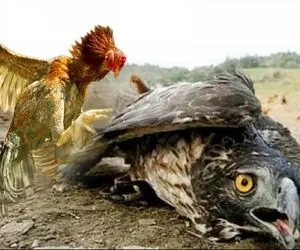 نارام زیان؛ خروس شریر عقاب رو زمین زد بعد چشماش و درآورد تا نشون بده رئیس کیه