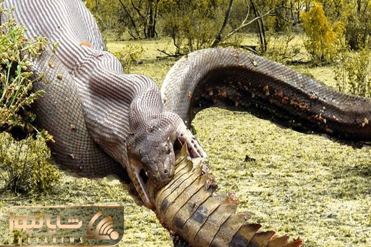 Extreme Fight Crocodile VS Python shayanews