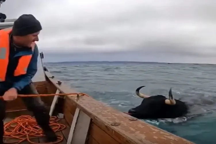 معماری طبیعت؛ گاو قایمکی ورزش میکرده