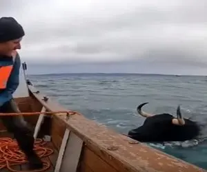 معماری طبیعت؛ گاو قایمکی ورزش میکرده