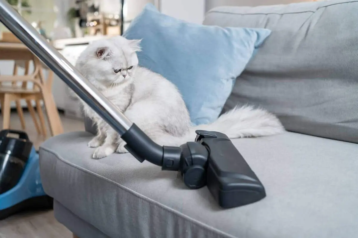Cleaning-pet-hair-from-the-sofa