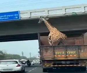 معماری طبیعت؛ گردن دراز زرافه با ارتفاع پل همخونی نداشت فاتحه