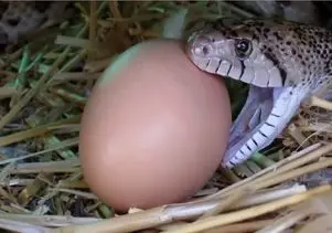 مستند حیات وحش؛ دهن مار عین کش تنبون کش میاد تخم ببلعه