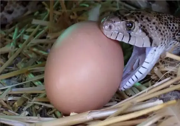 مستند حیات وحش؛ دهن مار عین کش تنبون کش میاد تخم ببلعه