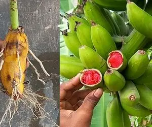 کشاورزی نوین؛ هندونه و موز رو بهم پیوند زدن یه میوه نوبر داده شکل موز ولی توش هندوانس