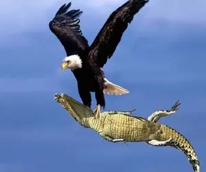 از جذابیت‌های حیات وحش؛ عقاب وحشی شکم تمساح درید گوشتش خورد پوستشم شد لونه اش