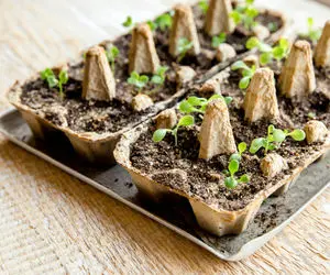 کاشت و برداشت خانگی؛ اینجوری تو شانه تخم مرغ بادمجان بکارید و کلی محصول برداشت کنید