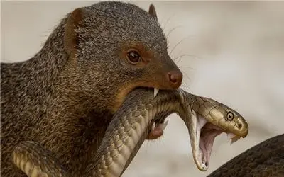 نارام زیان؛ مانگوس دد کبری شاه را به ورطه نابودی کشاند