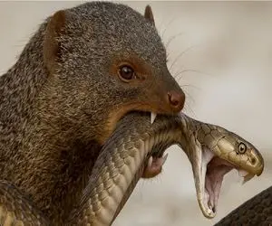 نارام زیان؛ مانگوس دد کبری شاه را به ورطه نابودی کشاند