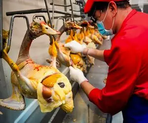 پرواربندی؛ جوجه غازارو با دستگاه یه شبه میکنن 50 کیلو مثل موز پوستشو میکنن میفروشن