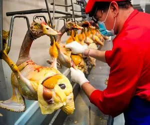 پرواربندی؛ جوجه غازارو با دستگاه یه شبه میکنن 50 کیلو مثل موز پوستشو میکنن میفروشن