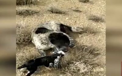  ویدئو مراقبت سگ گله از بزغاله تازه متولد شده در اصفهان 