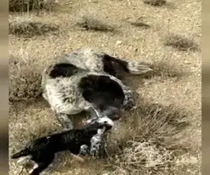  ویدئو مراقبت سگ گله از بزغاله تازه متولد شده در اصفهان 