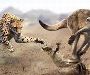 مستند حیات وحش؛ در نبرد ببر و کانگورو مشت زن چه کسی پیروز است؟