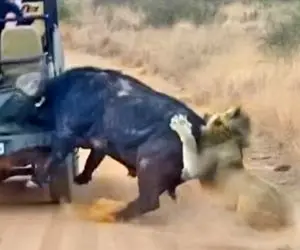 مستند حیات وحش؛ بوفالو با استفاده ابزاری از ماشین قانون بازی عوض کرد