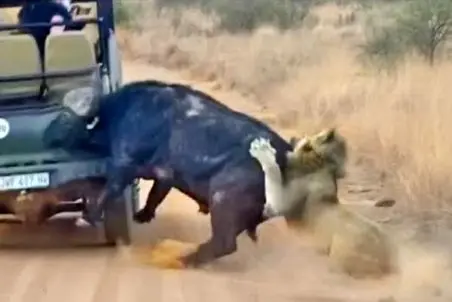 مستند حیات وحش؛ بوفالو با استفاده ابزاری از ماشین قانون بازی عوض کرد